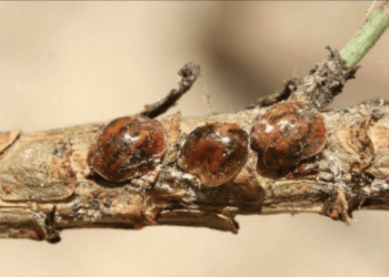 cocciniglia