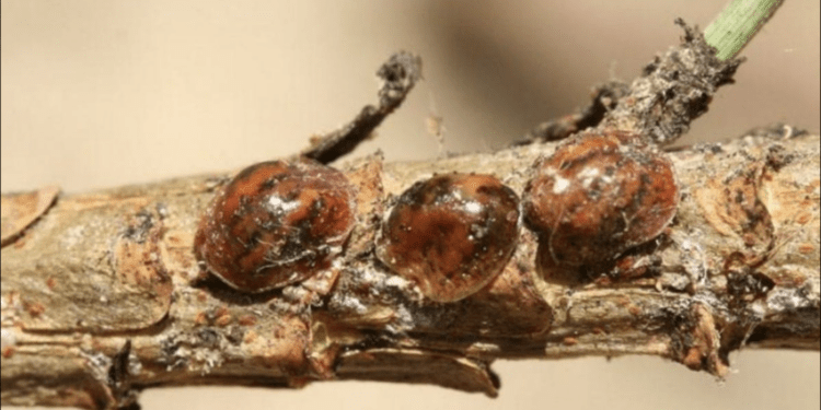 cocciniglia